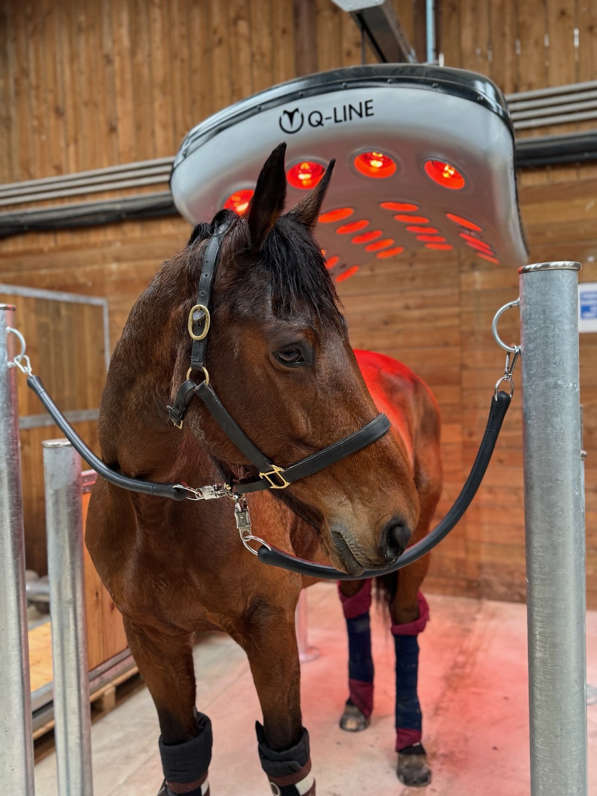Solarium Un cheval sous un appareil de thérapie par lumière rouge dans une écurie.